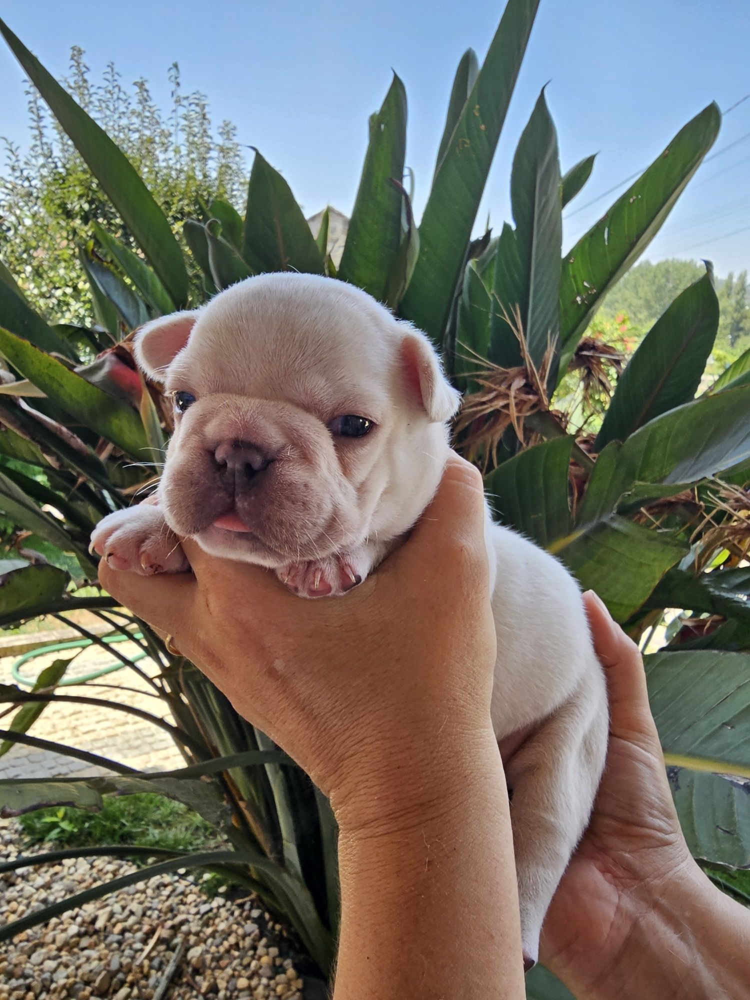 Bulldog francês fêmea platinium
