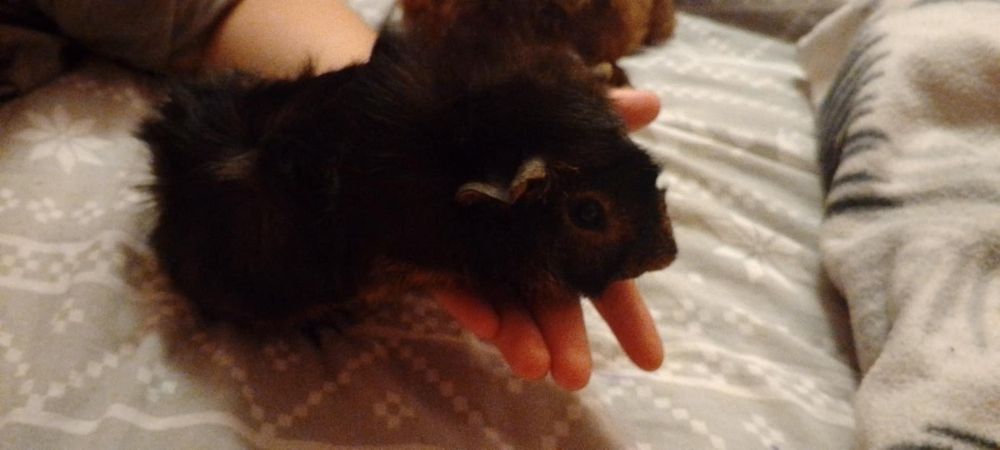 Świnki morskie oddam