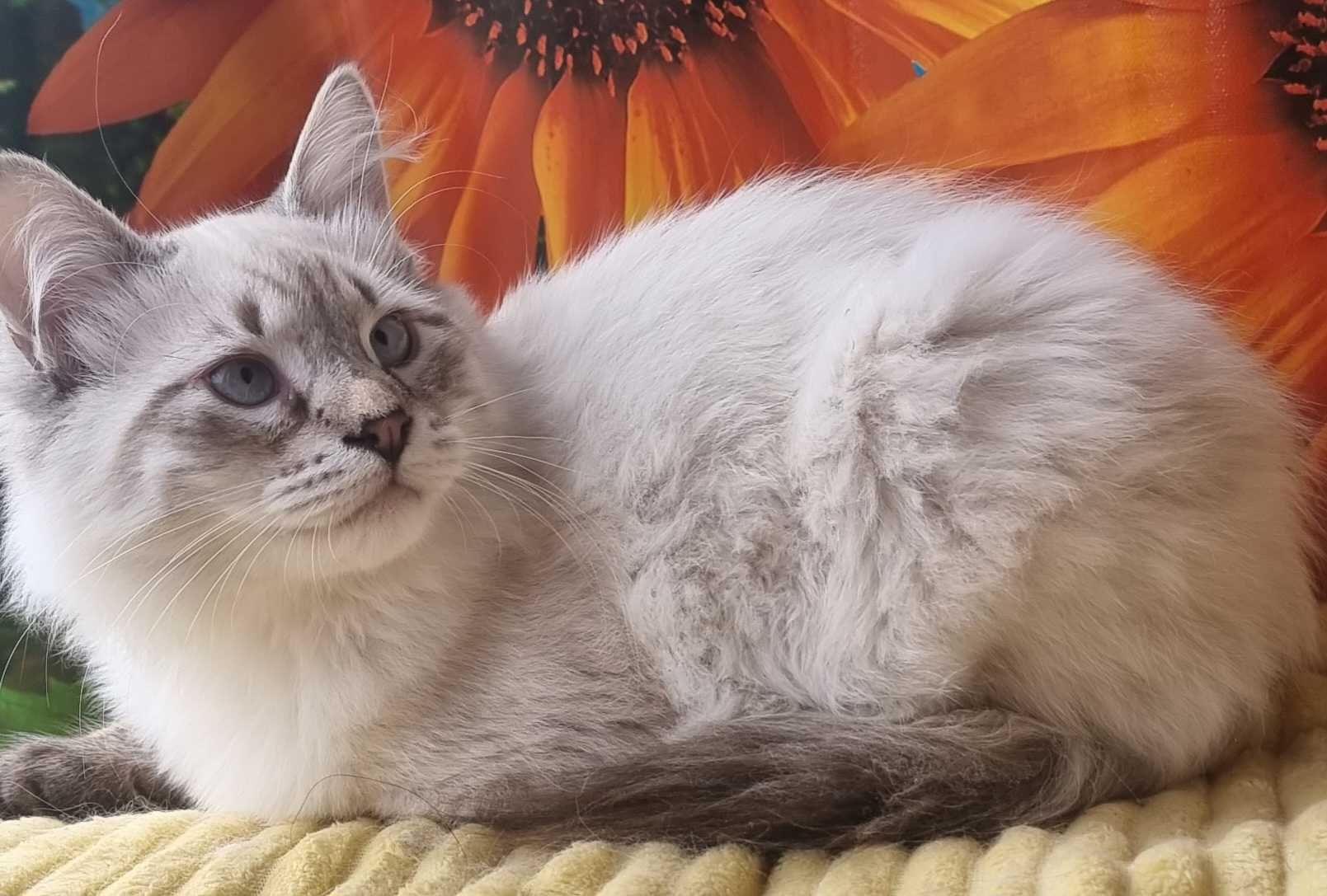 Сибірський блакитоокий котик