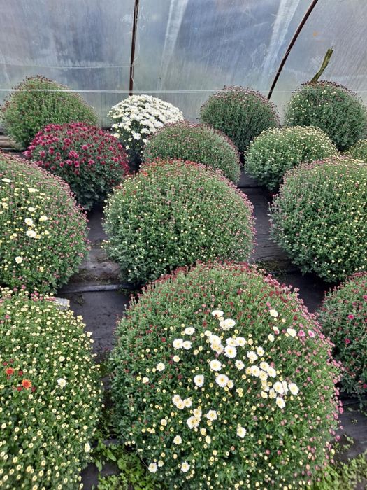 Sprzedam chryzantemy