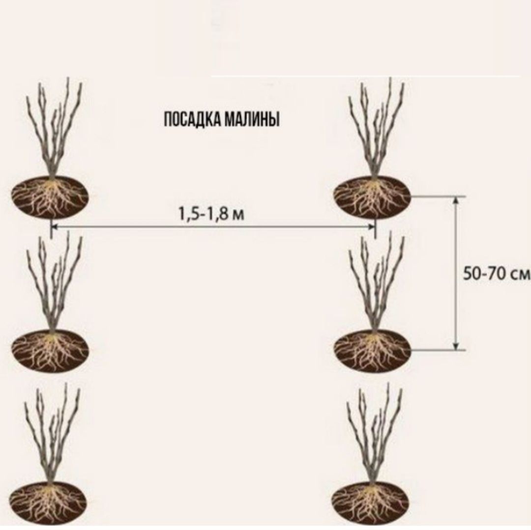 Чорна малина Кумберленд