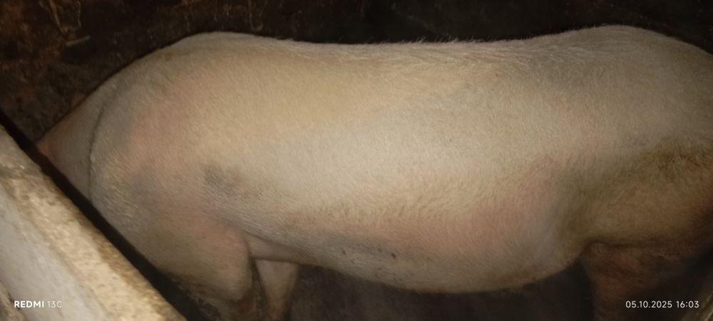 Продам кнура порода ландрас