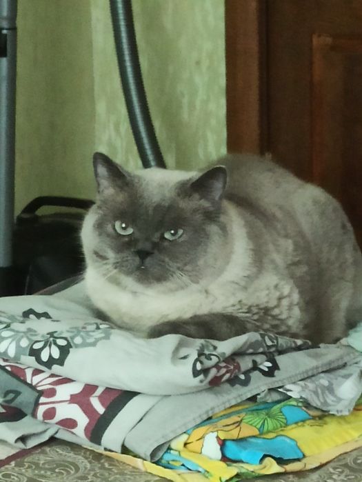 Пропал кот Запорожье