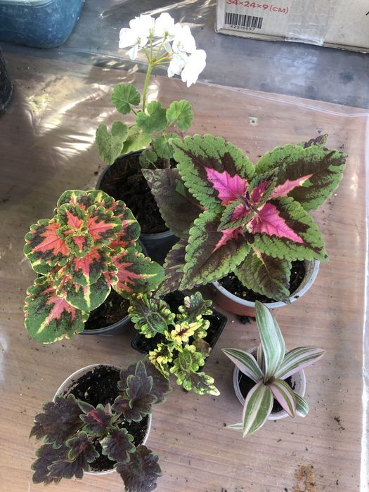 Колеуси, в стаканчиках недорого.