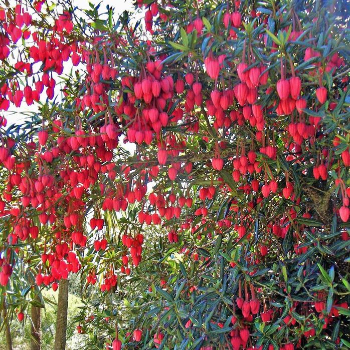 Krinodendron hookera,unikat z półkuli południowej,spektakularne kwiaty