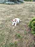 Jack Russell Terrier