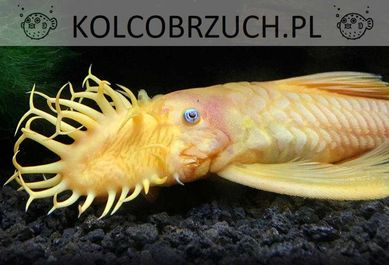 Glonojad - Zbrojnik - L144 - Ancistrus sp. - dowóz, wysyłka