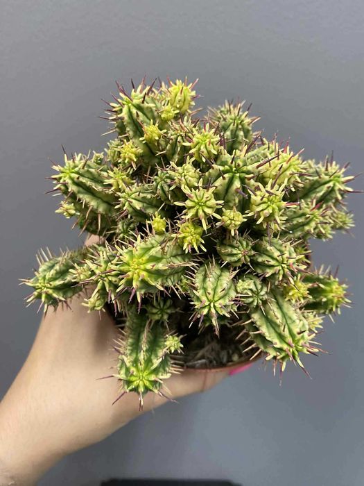 Euphorbia aggregata variegata Wilczomlecz