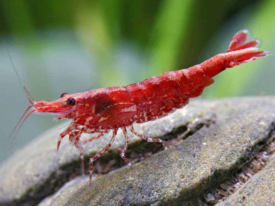 GB Krewetka Czerwona - Red Cherry - dowóz ryb!
