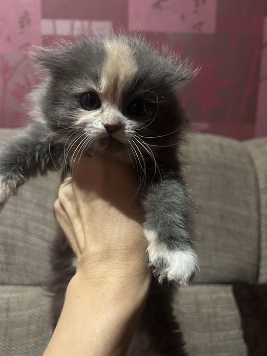 Кошеня дуже гарне і грайливе( дівчинка).