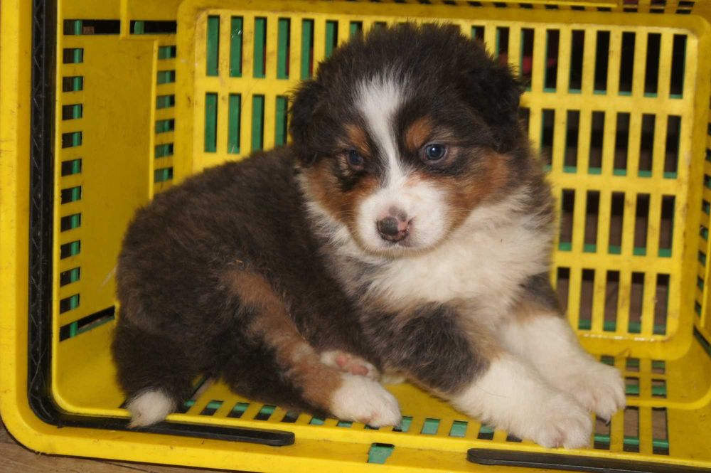 Owczarek australijski FCI/ZKwP