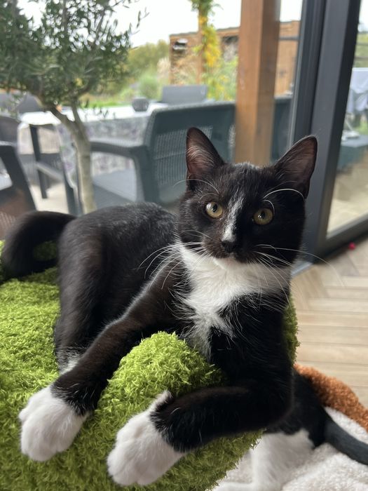 Oreo cudny młody kocurek do adopcji