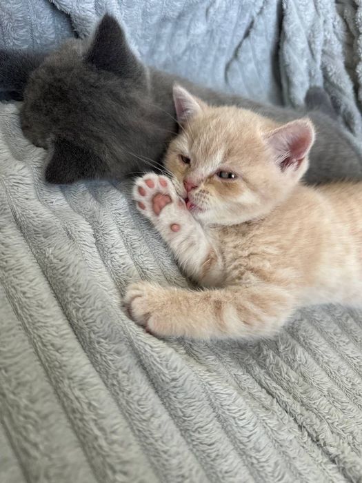 Британські котики