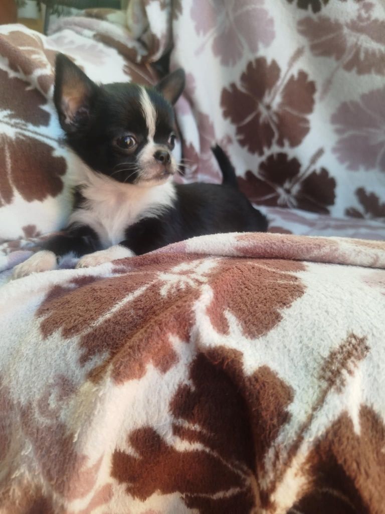 Suczka  Chihuahua