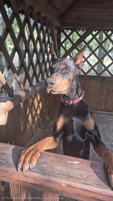Roczny doberman do adopcji