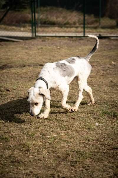 Pony szuka domu. Adoptuj!