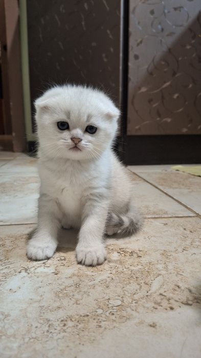Серебристая шиншилла