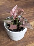 Syngonium podophyllum Pink Allusion