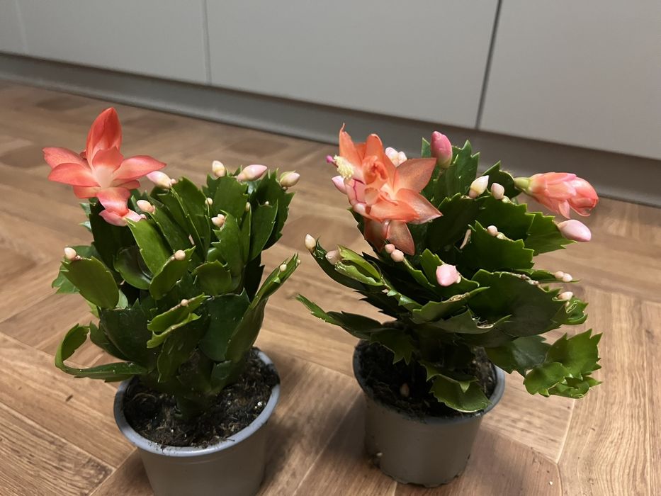 Драцена санрайз шлюмберга фікус сансевієрія маранта і