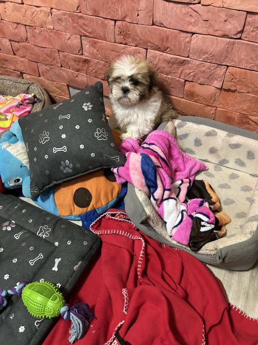 Piesek Shih Tzu z rodowodem