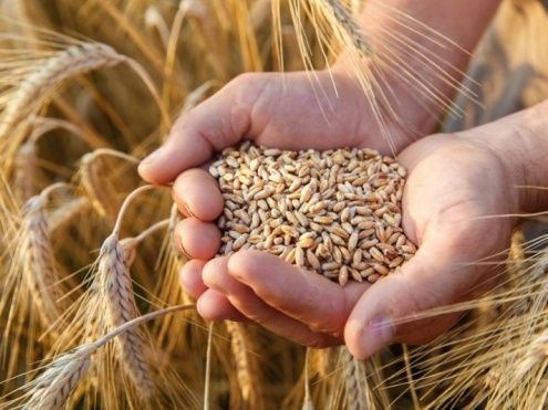 Продам пшеницю урожай 2022р