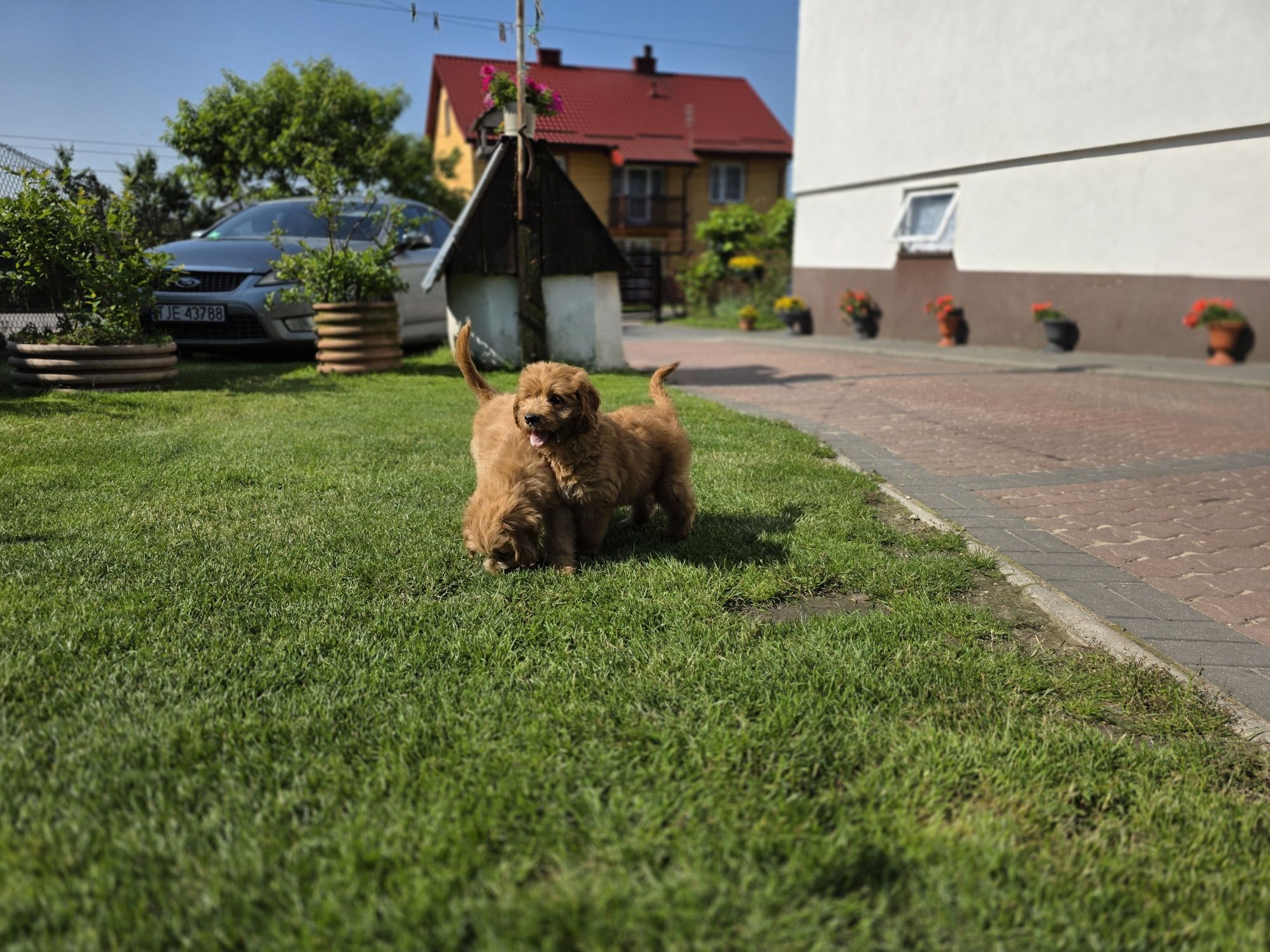 Goldendoodle piesek f1