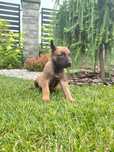 Owczarek Belgijski Malinois Piesek