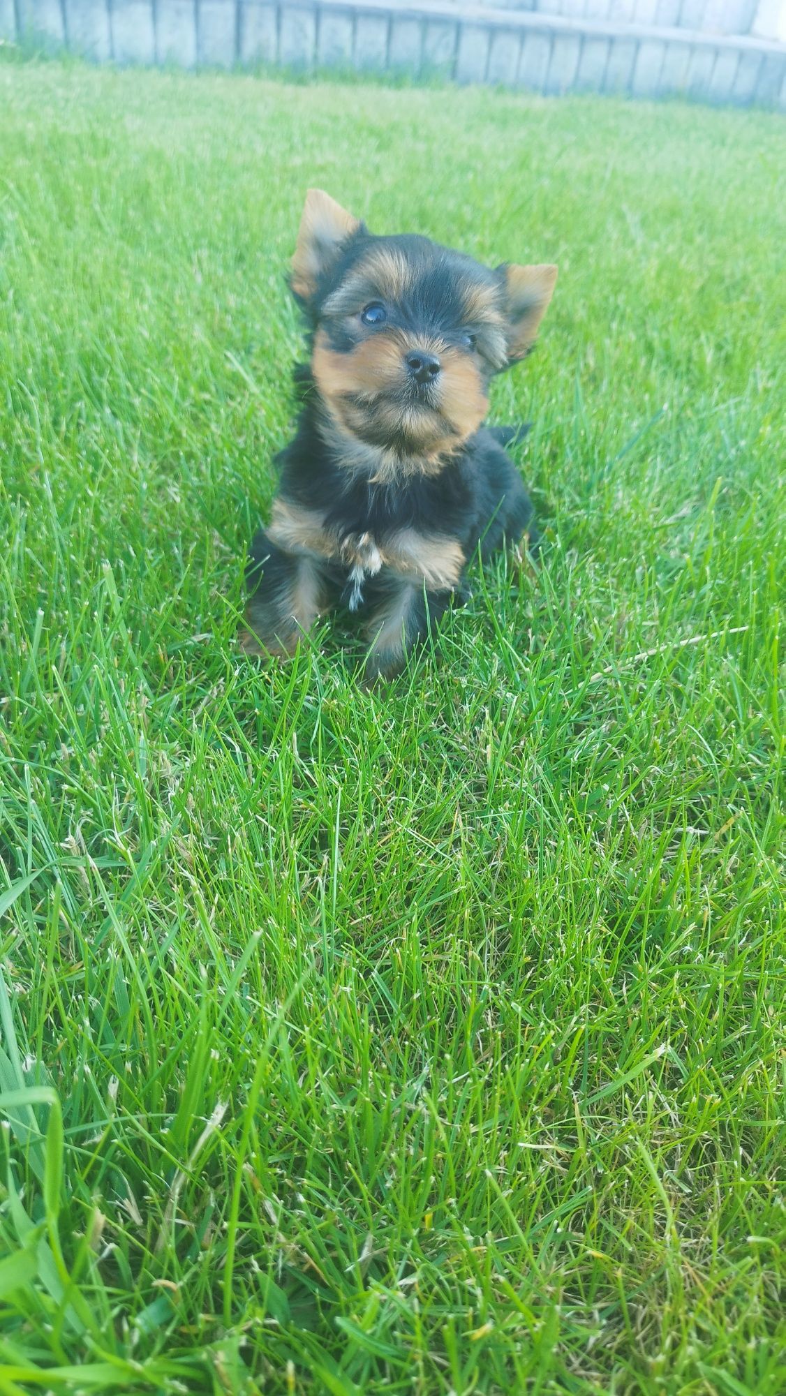 Yorkshire terrier miniaturka