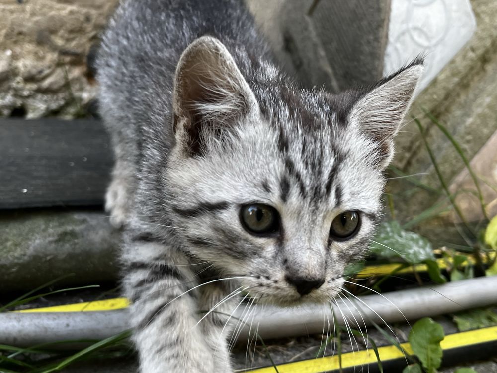Кошенята в добрі руки