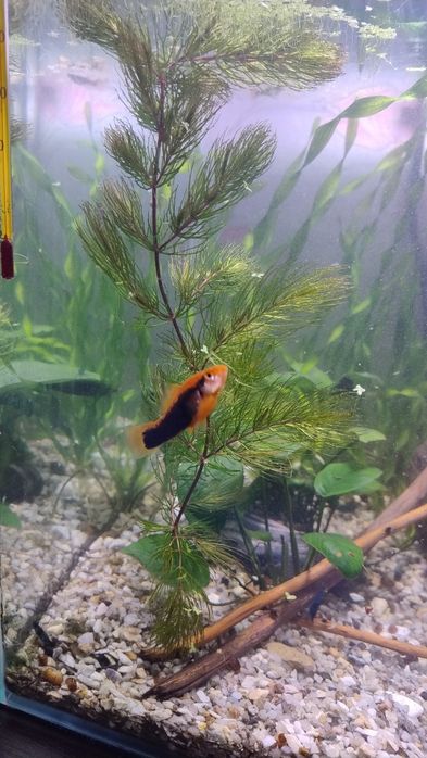 Красностебельный роголистник, Аквариум