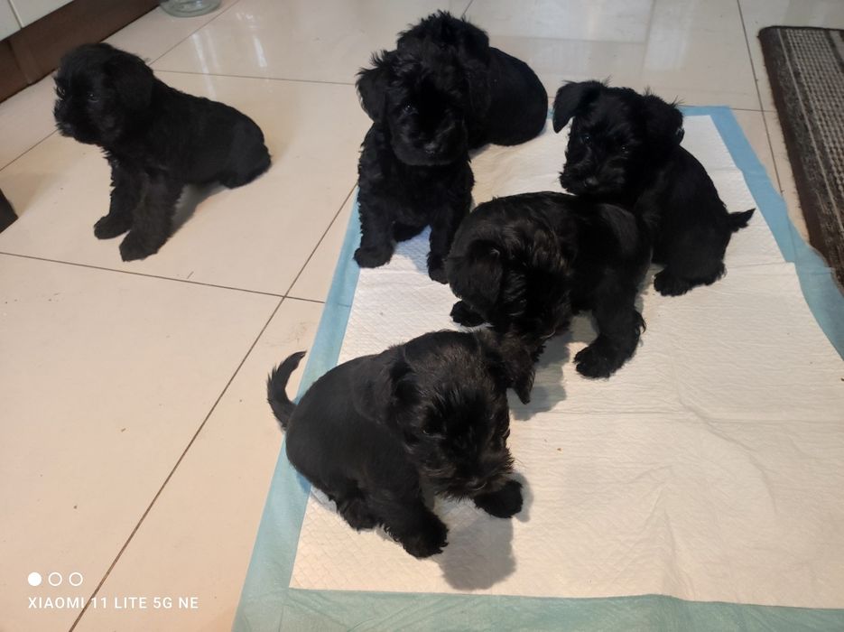 Sznaucer miniaturowy czarny piesej