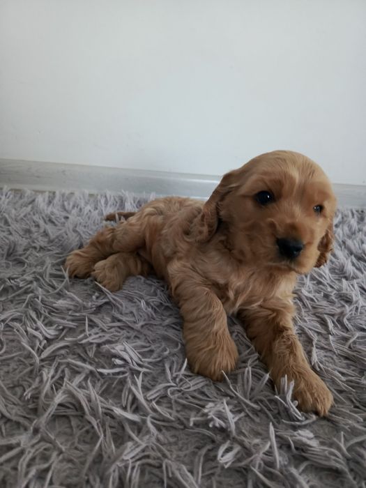 Cocker spaniel angielski piesek szczeniak