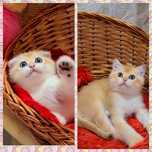 Котята золотая шиншилла