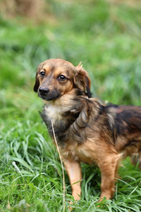 Roczny malutki samiec do adopcji