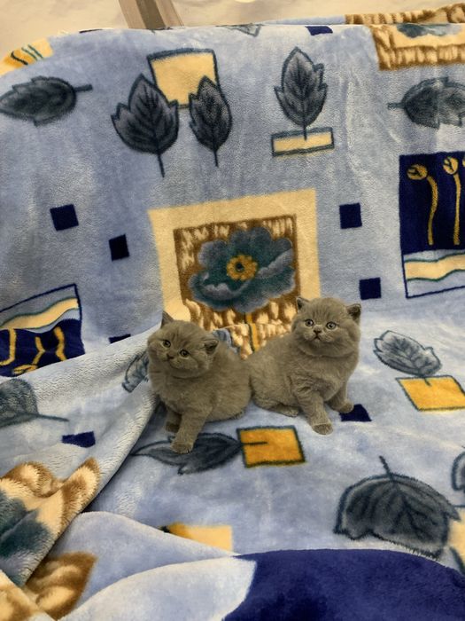 Кошенята шотланські