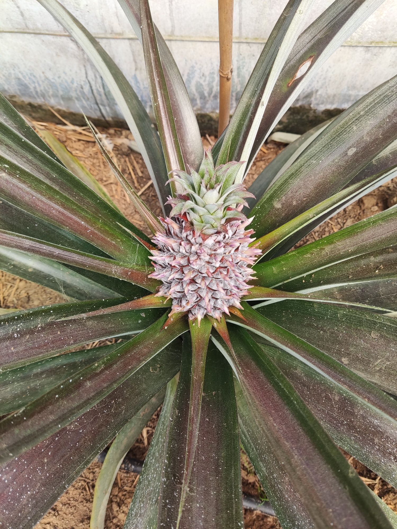 Planta do Ananás dos Açores