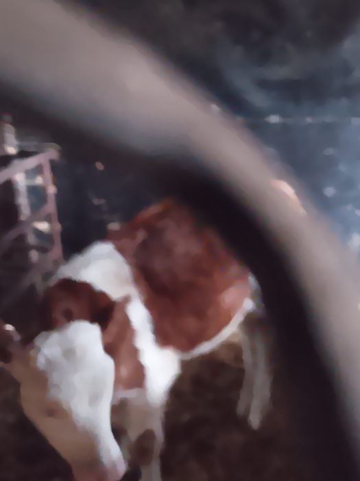 Sprzedam byka simentala