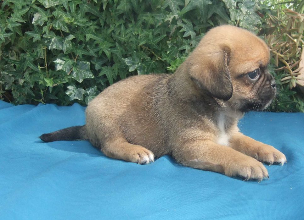 Cachorro Pug X muito bonito