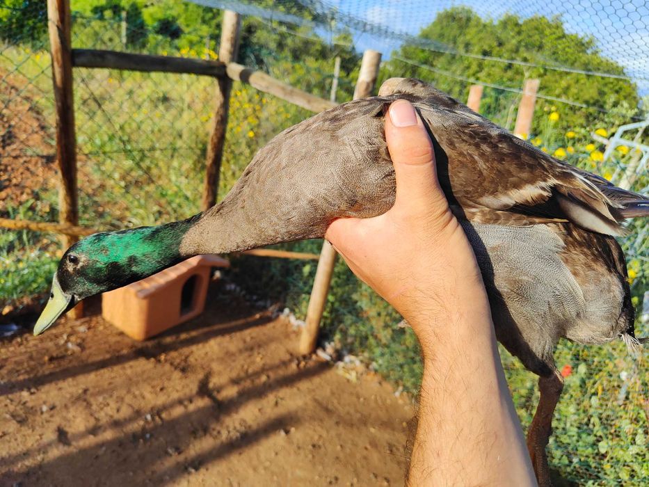 Patos Corredores da Índia
