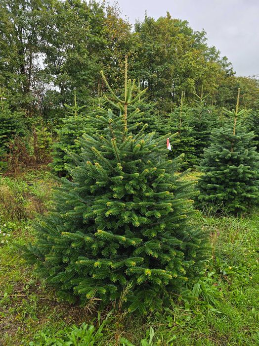 Choinki z najlepszych z plantacji z Danii jodły kaukaskie PRIMA 24h/7!