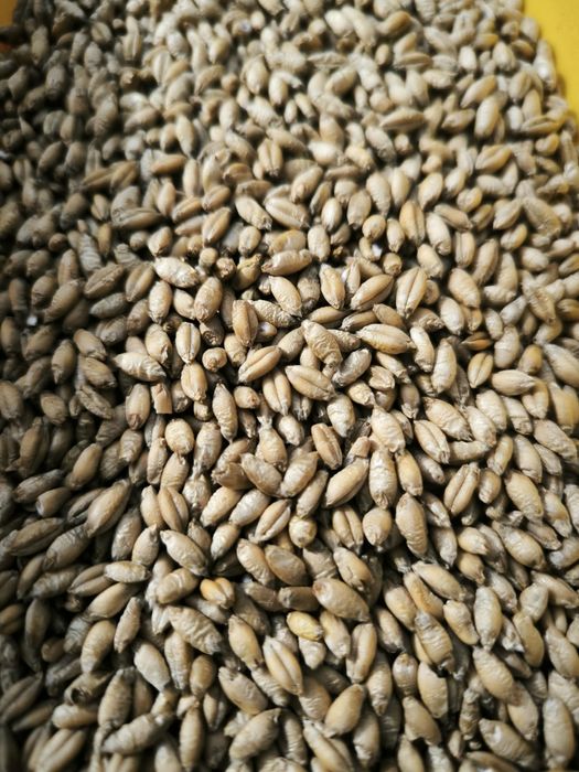 Pszenżyto ozime 12% białka