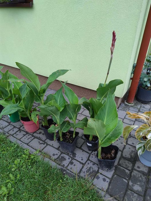 Krzewy do ogrodu nadwyżki