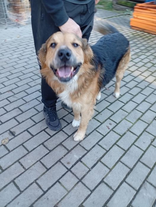 Cudny duży młody kochany pies do adopcji.