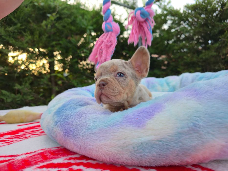 Buldogue Francês isabella merle top