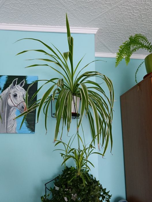 Kwiat zielistka zielony