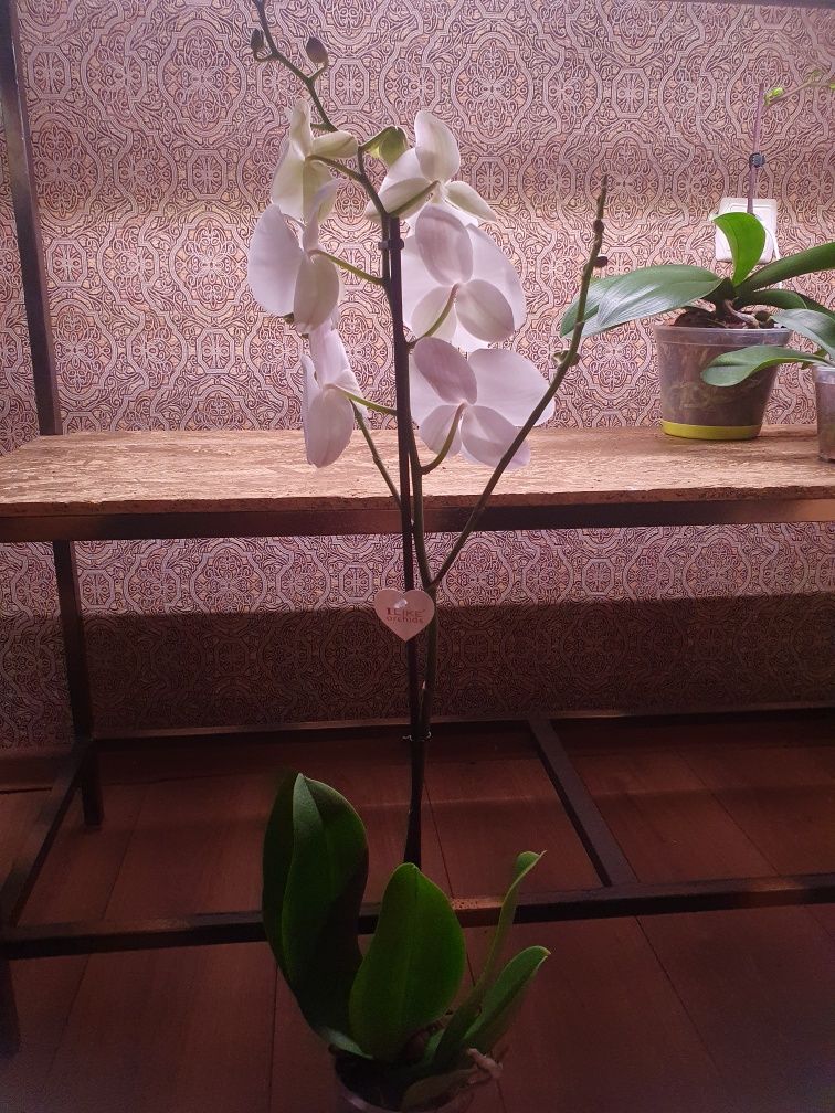 Орхідея білий Біл Ліп