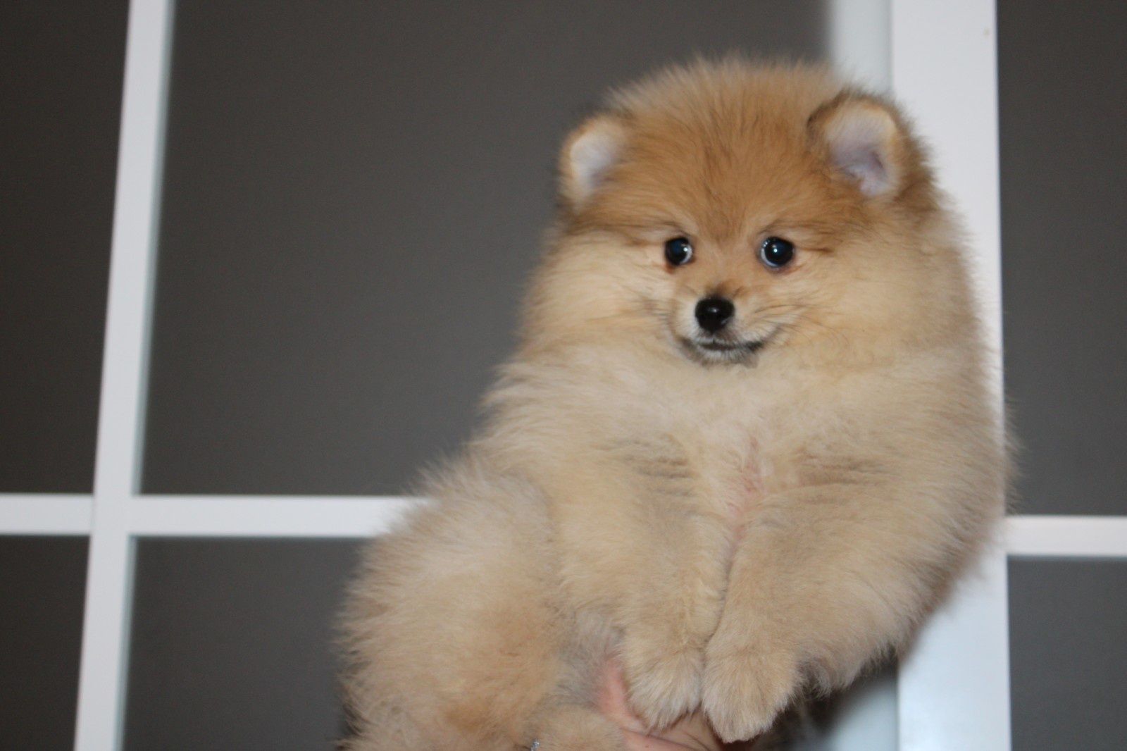 Sweet Pomeranian female FCI/КСУ kennel! Померанський шпіц дівчинка!