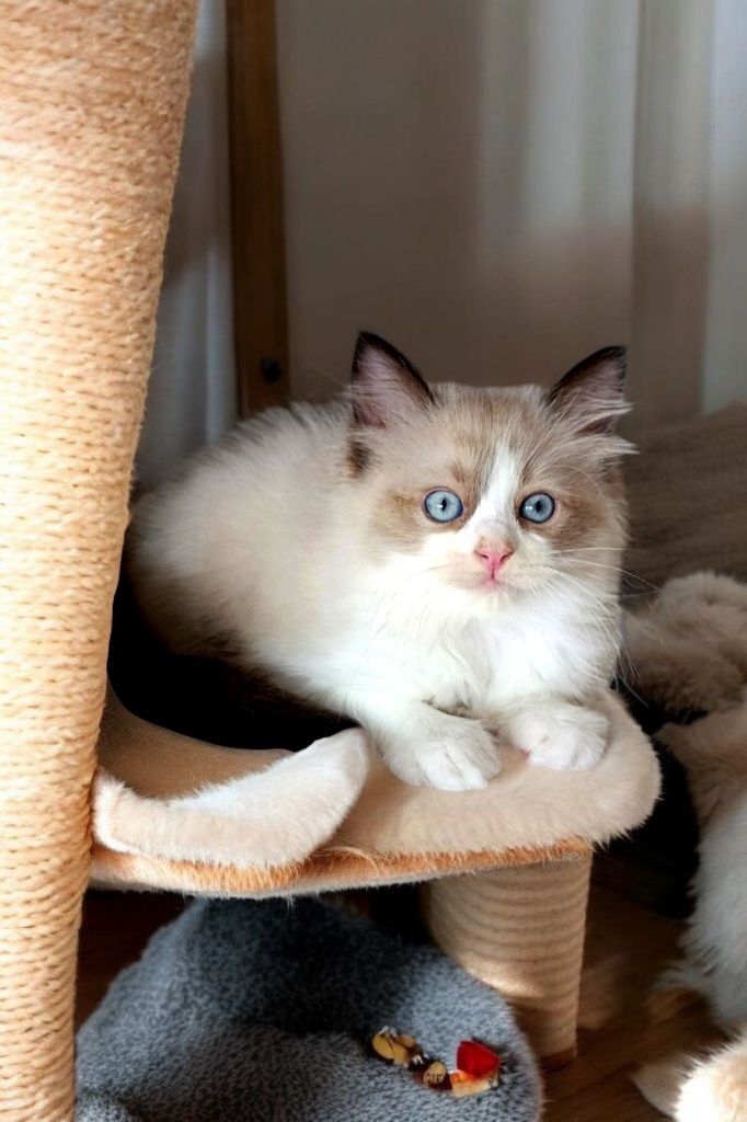 Ragdoll kotki i kocurki polecają się do rezerwacji FPL