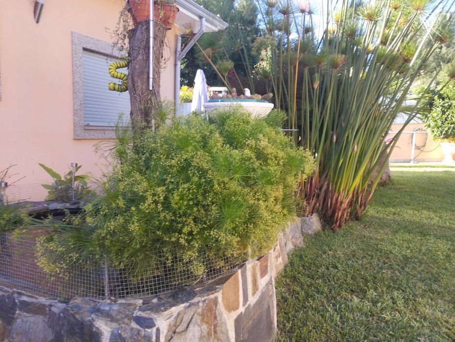 Papiros para jardim ou lago