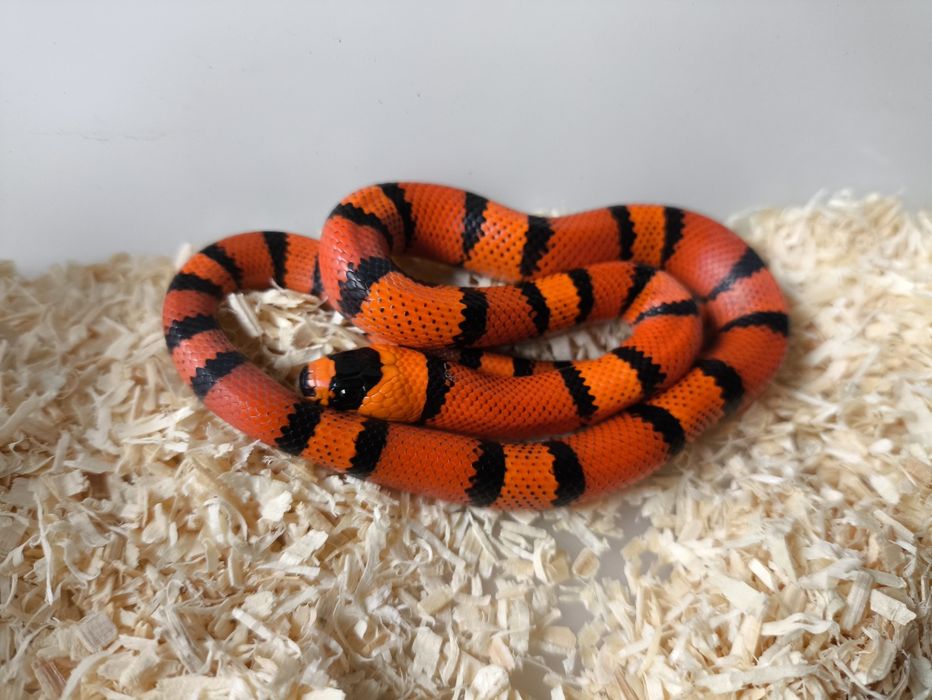 Lampropeltis Hondurensis wąż